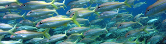 school of fish