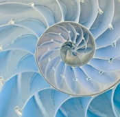 section of nautilus shell