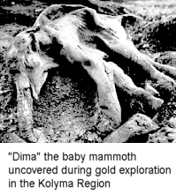 Dima the baby mammoth